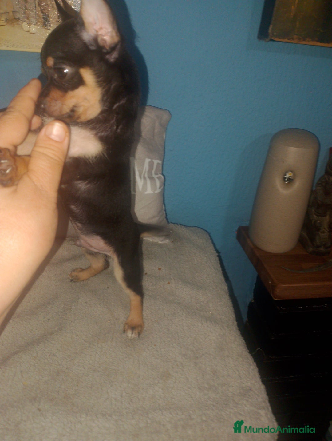 Chihuahua perros en venta: Chihuahua macho enano  - Imagen 4