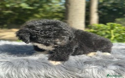 Perro de Agua Español perros en venta: Perro de agua español  - Imagen 5