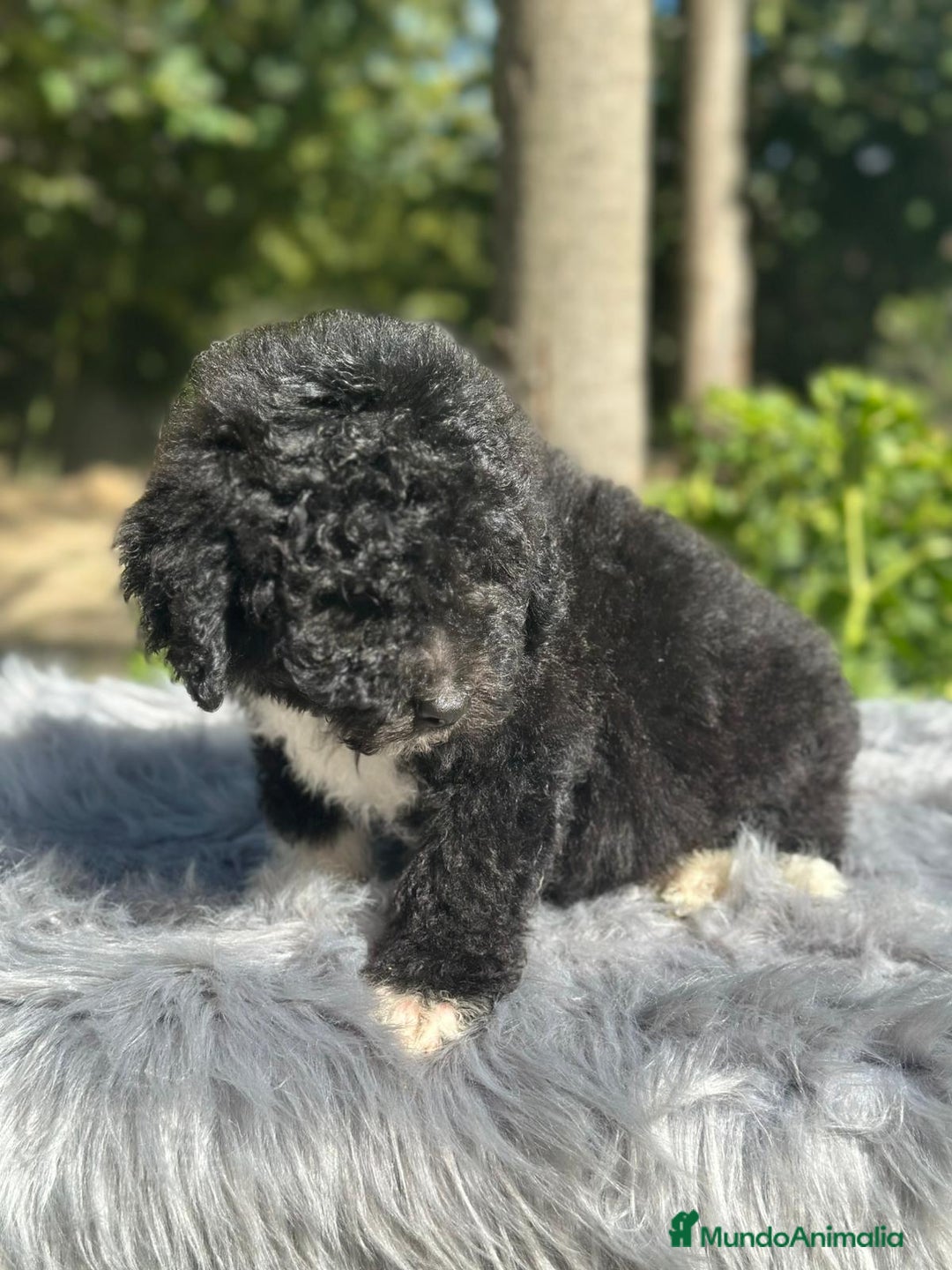 Perro de Agua Español perros en venta: Perro de agua español  - Imagen 5