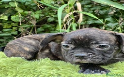 Bulldog Francés perros en venta: Bulldog francés machos - Imagen 3
