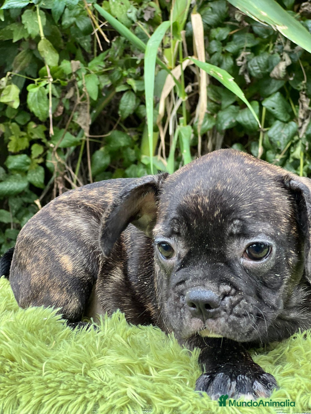 Bulldog Francés perros en venta: Bulldog francés machos - Imagen 3