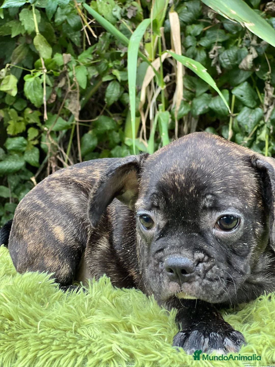Bulldog Francés perros en venta: Bulldog francés machos - Anuncio 3
