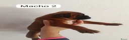 Boxer perros en venta: Camada de boxer PARA ENTREGAR - Anuncio 4