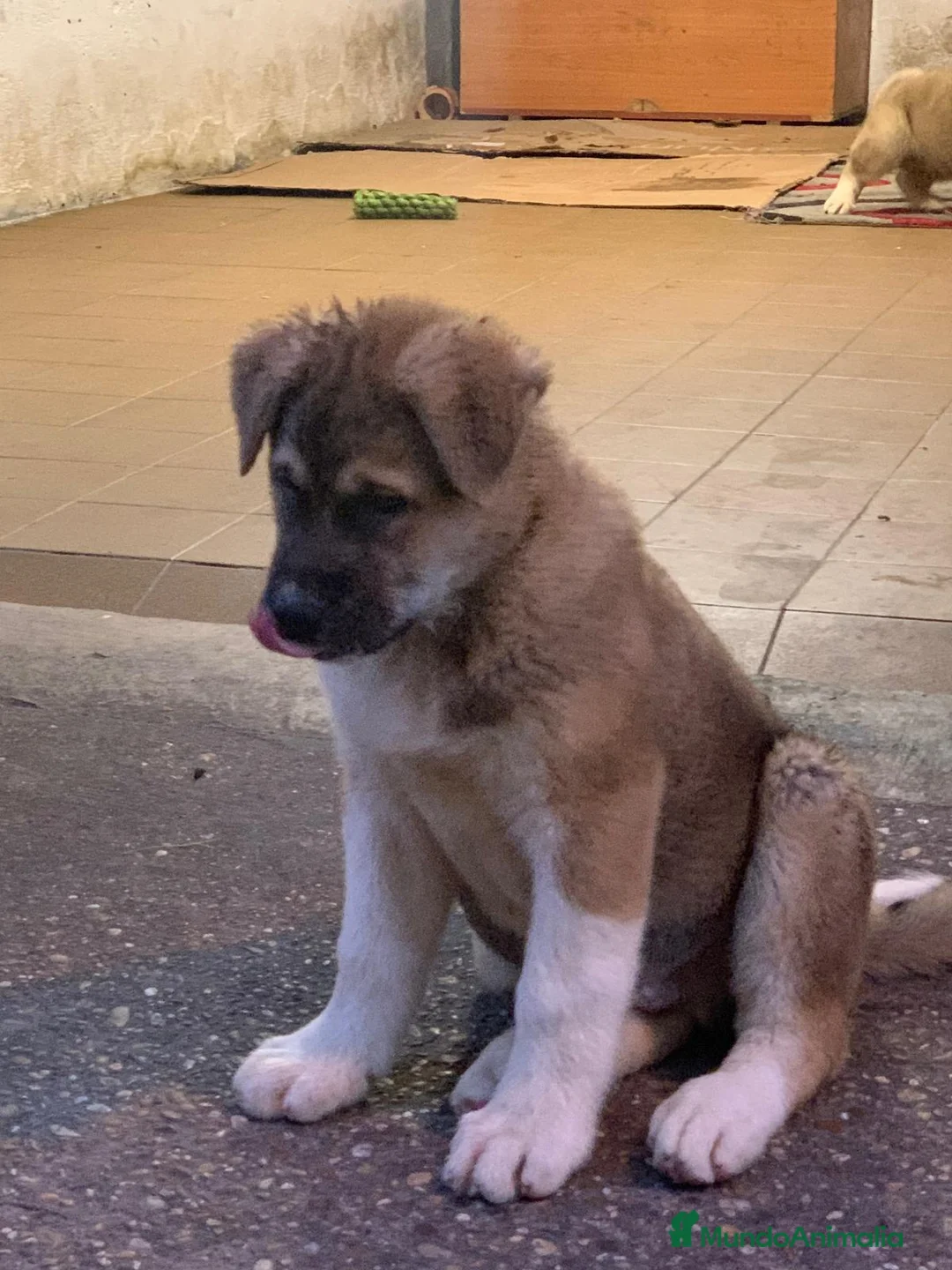 Akita Americano perros en venta: Akita Americano  - Anuncio 1