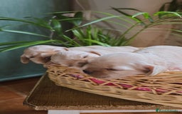 Cocker Spaniel Americano perros en venta: Cocker americano  - Imagen 6