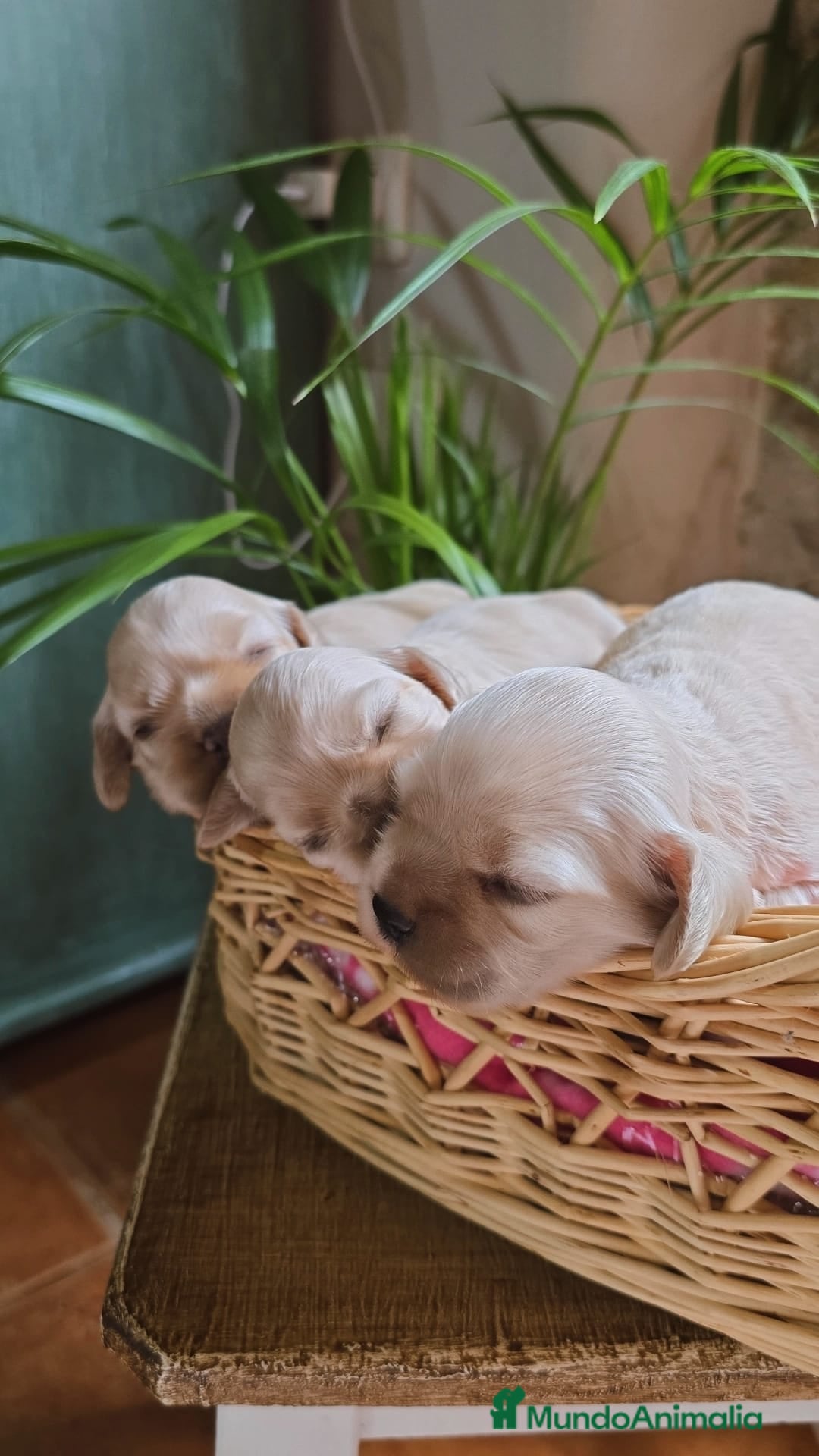 Cocker Spaniel Americano perros en venta: Cocker americano  - Imagen 6