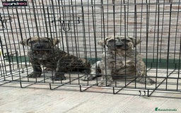 Dogo Canario perros en venta: Cachorras de presa canario  - Imagen 2