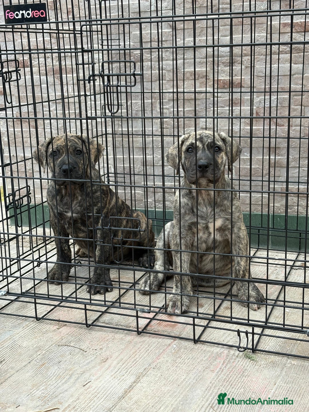Dogo Canario perros en venta: Cachorras de presa canario  - Imagen 2