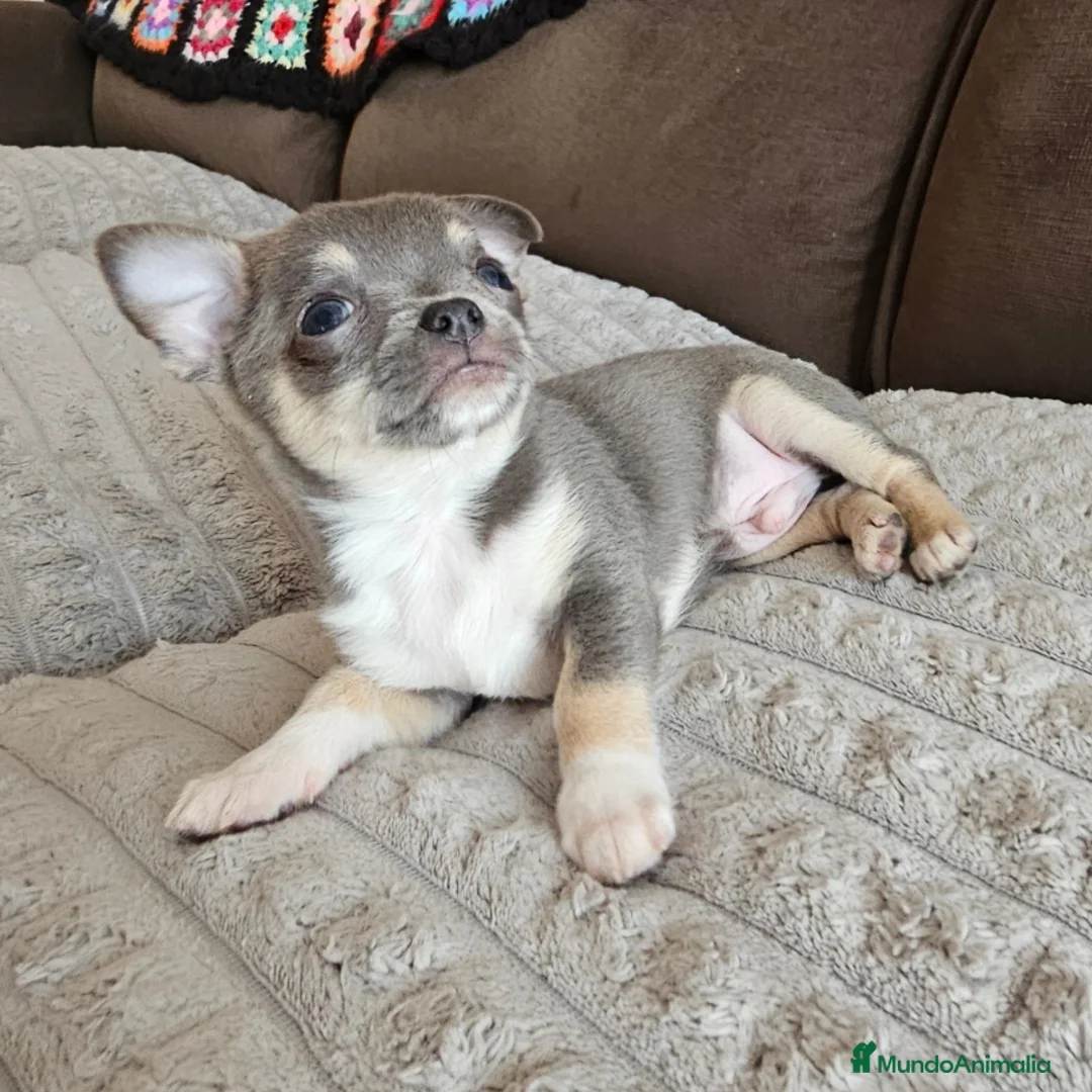 Chihuahua perros en venta: Chihuahuas miniatura exóticos - Imagen 1