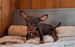 Pinscher Miniatura perros en venta: Pincher Miniatura chocolate  - Imagen 1