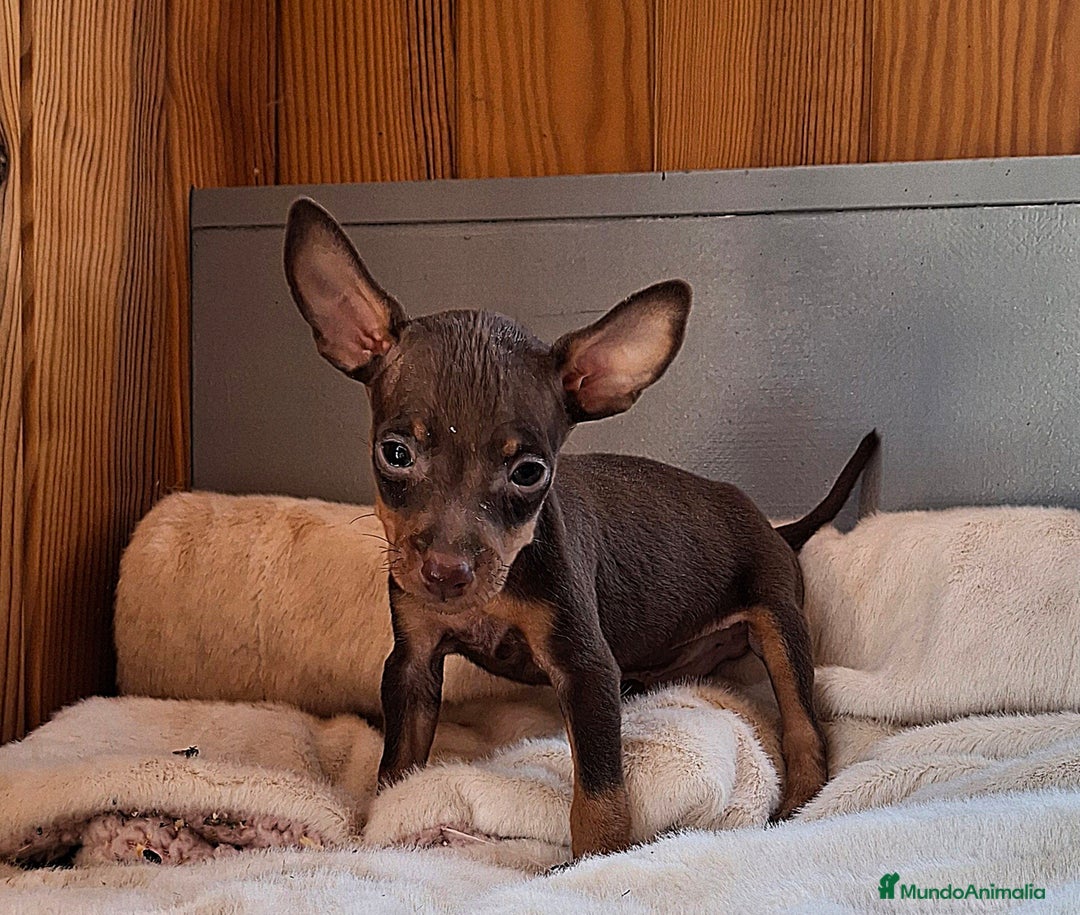 Pinscher Miniatura perros en venta: Pincher Miniatura chocolate  - Imagen 1