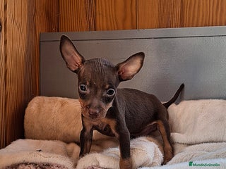 Pinscher Miniatura perros - Anuncio 3