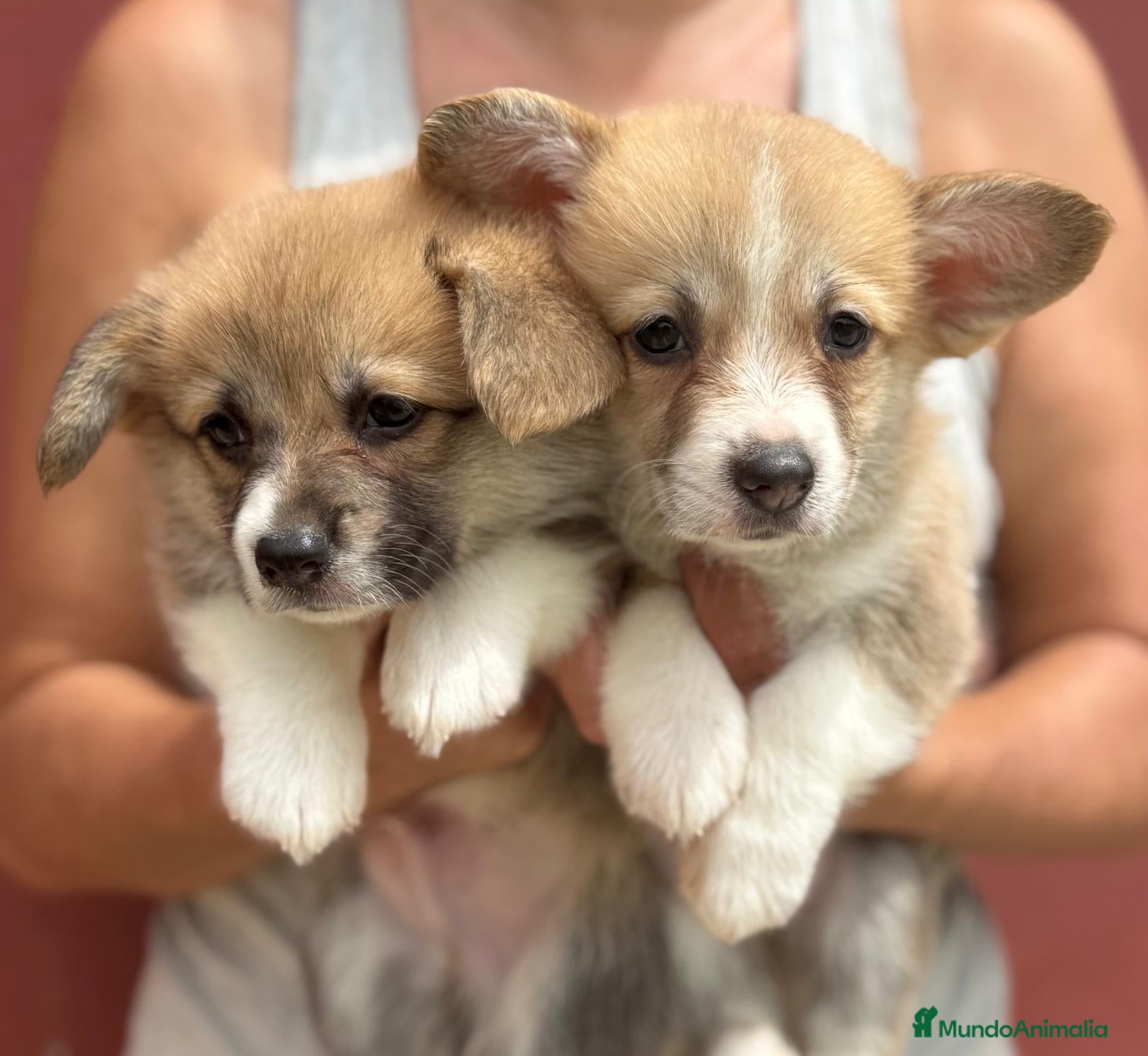 Welsh Corgi Pembroke perros Cachorros Corgi  | Criador pedigre garantia salud - Anuncio 1