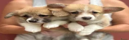 Welsh Corgi Pembroke perros en venta: Cachorros Corgi  | Criador pedigre garantia salud - Anuncio 3