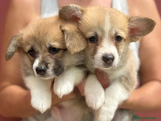 Welsh Corgi Pembroke perros en venta: Cachorros Corgi | Criador pedigre garantia salud - Anuncio 1