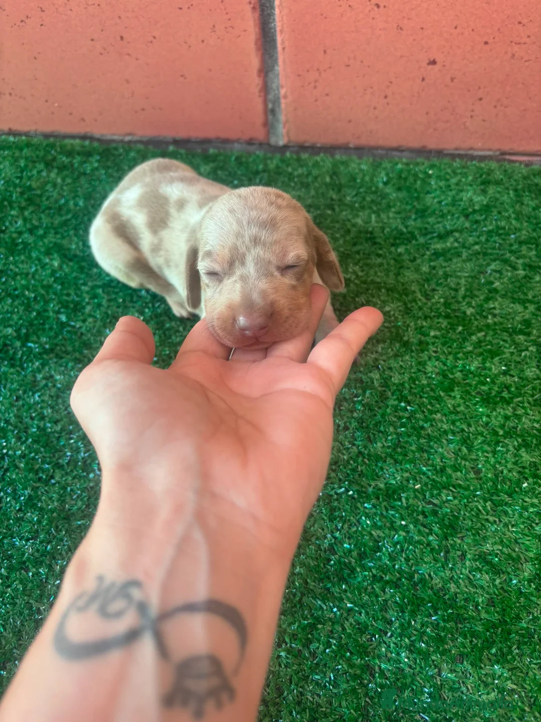Teckel Miniatura perros en venta: Teckel mini  - Anuncio 2