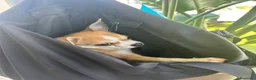Chihuahua perros en venta: Chihuahua bicolor hembra  - Anuncio 2