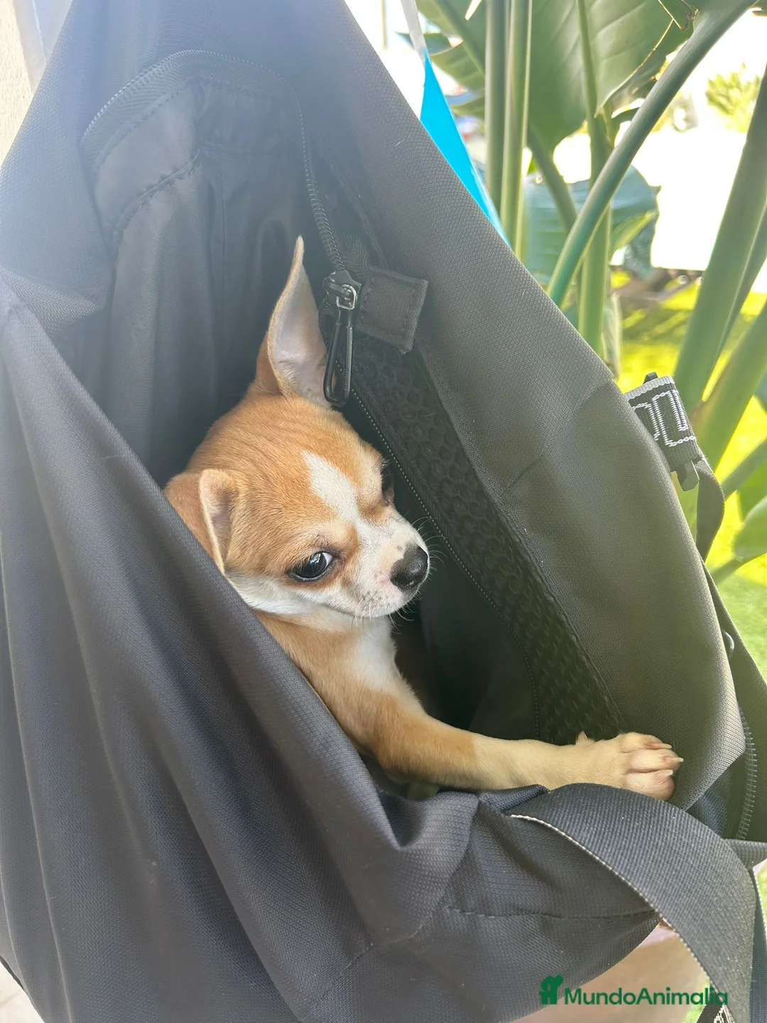 Chihuahua perros en venta: Chihuahua bicolor hembra  - Anuncio 2