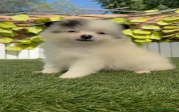 Pomerania perros en venta: POMERANIA HEMBRA BLANCA Y NEGRA - Imagen 2