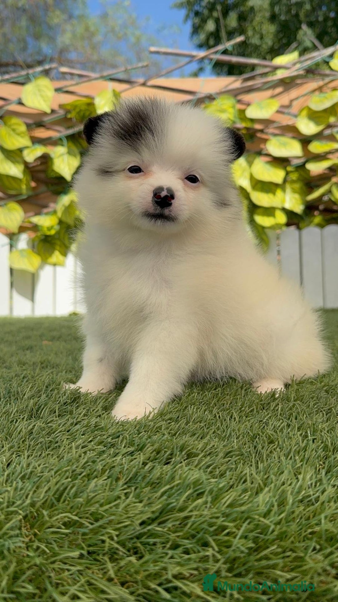 Pomerania perros en venta: POMERANIA HEMBRA BLANCA Y NEGRA - Imagen 2