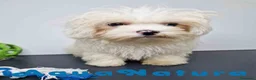Bichón Habanero perros en venta: Bichon Habanero Macho de Kyi y Nis 6220-AQUANATURA en Barcelona - Anuncio 5