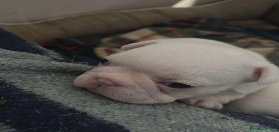 Imagen de galería {{count}}