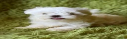 Bichón Maltés perros en venta: BICHÓN MALTES COREANO LOS MÁS PEQUEÑOS - Anuncio 4