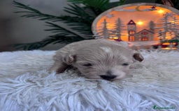 Maltipoo perros en venta: MALTIPOO  - Anuncio 14