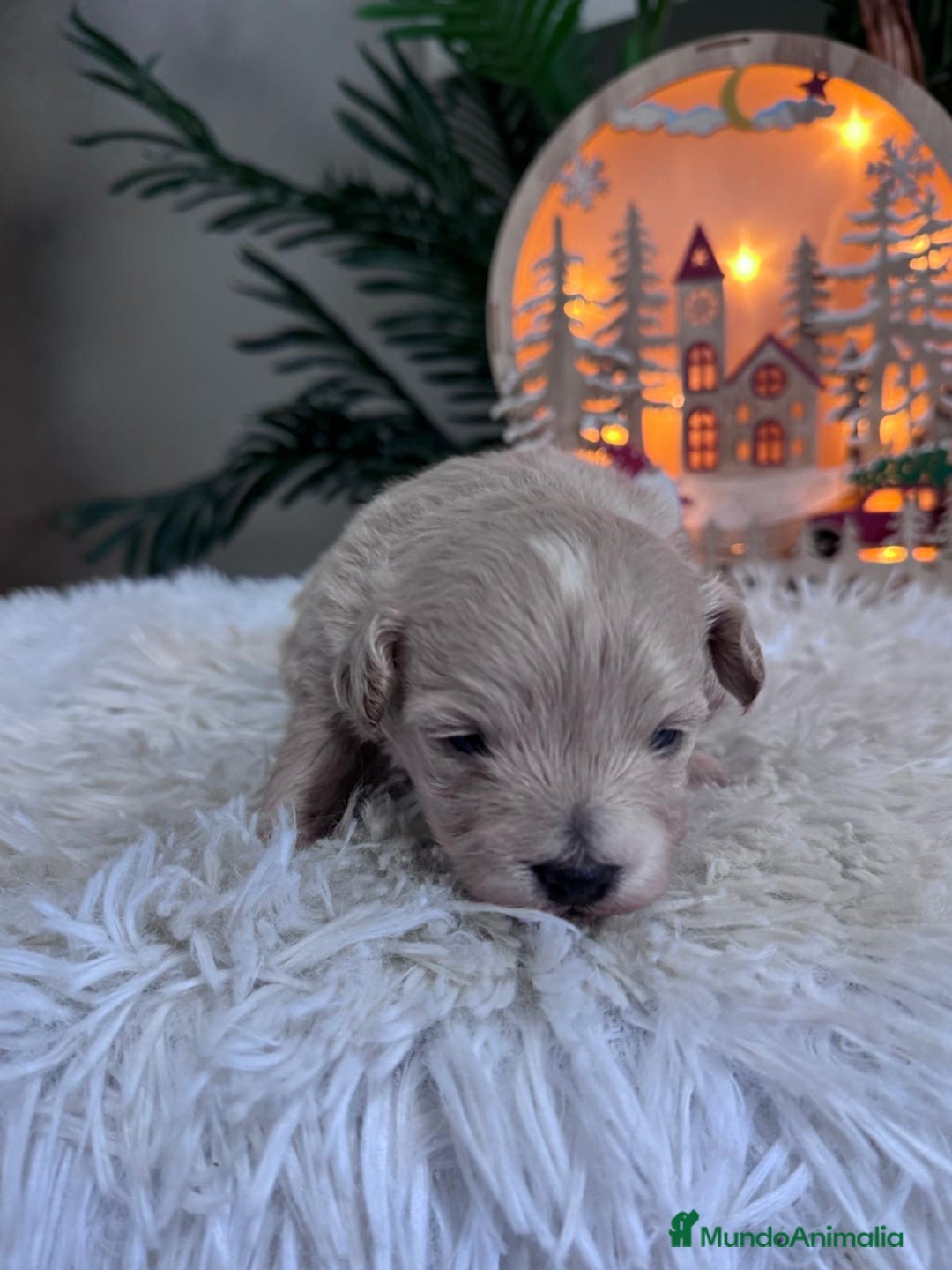 Maltipoo perros en venta: MALTIPOO  - Anuncio 14