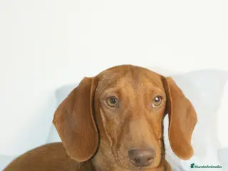 Teckel Miniatura perros TECKEL MINIATURA ROJO - Anuncio 3