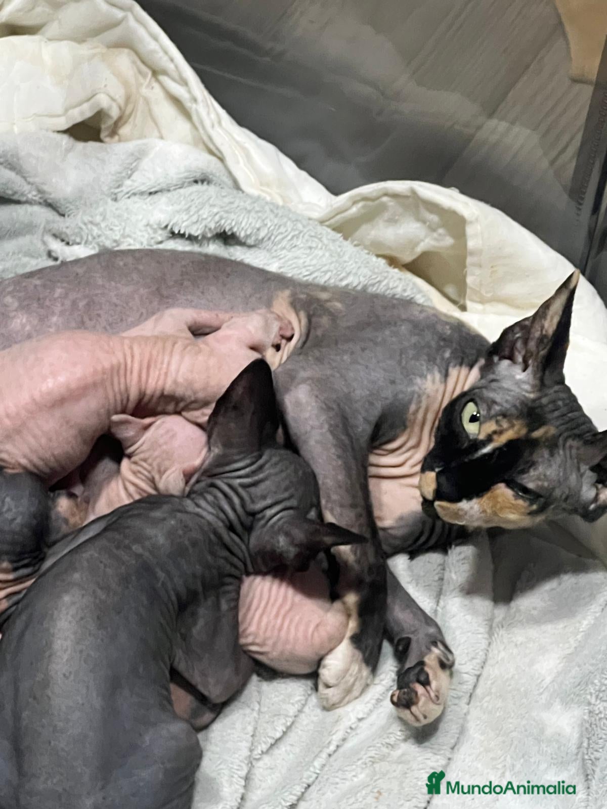 Sphynx gatos Camada Sphynx enero - Anuncio 1