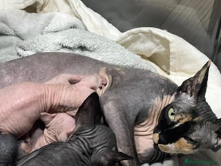 Sphynx gatos Camada Sphynx enero - Anuncio 1