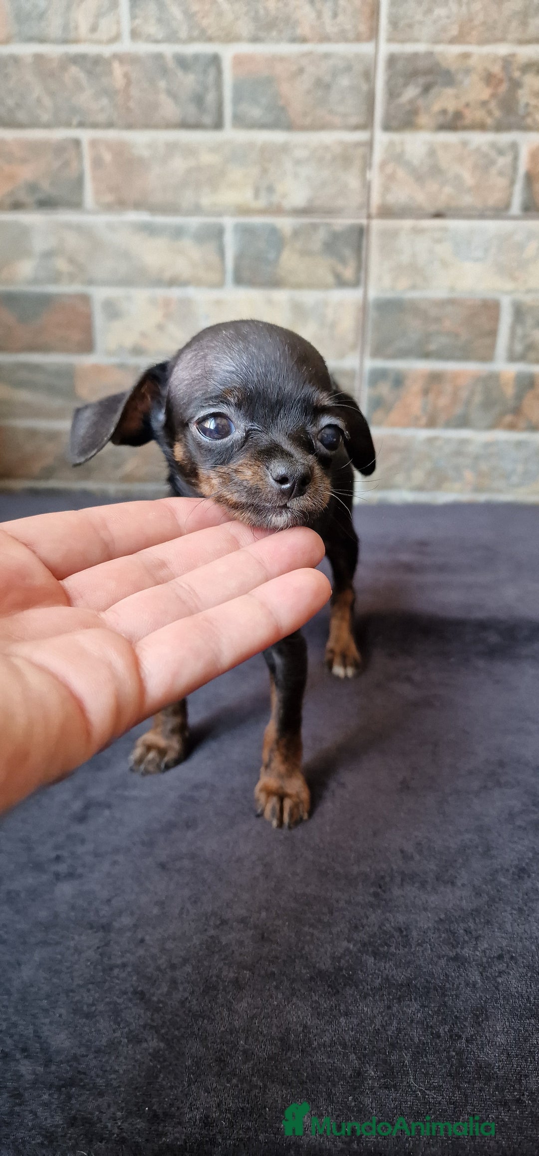 Chihuahua perros en venta: HEMBRA CHIPOO - Imagen 3