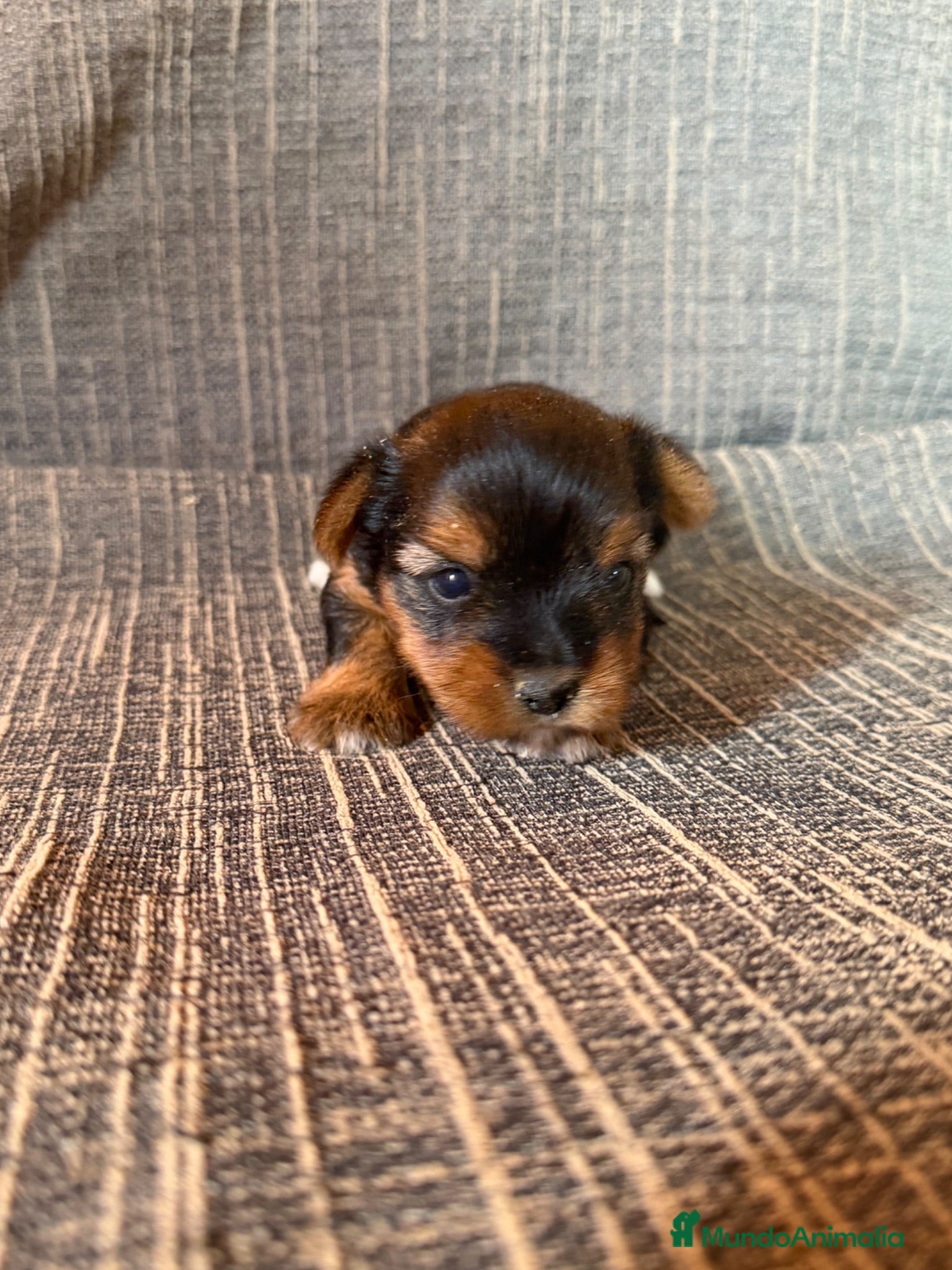 Yorkshire Terrier perros Yorkshire Terrier  - Anuncio 2