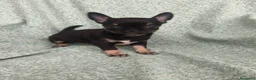 Chihuahua perros en venta: Chihuahua Toy - Anuncio 8