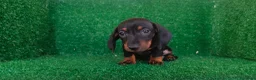 Teckel Miniatura perros en venta: Teckel miniatura  - Anuncio 13