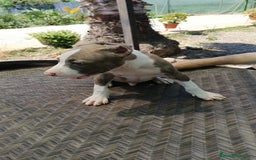 American Staffordshire-Terrier perros en venta: American estanford  - Imagen 3