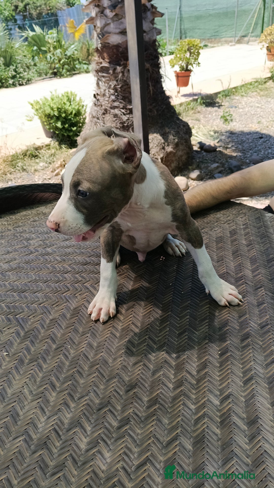 American Staffordshire-Terrier perros en venta: American estanford  - Imagen 3