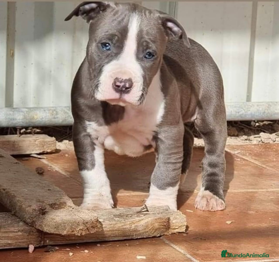American Staffordshire-Terrier perros en venta: American Stanford, nueva Camada - Anuncio 38