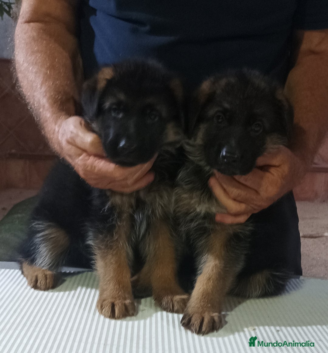 Pastor Alemán perros en venta: Tuna De Los Malvares - Anuncio 4