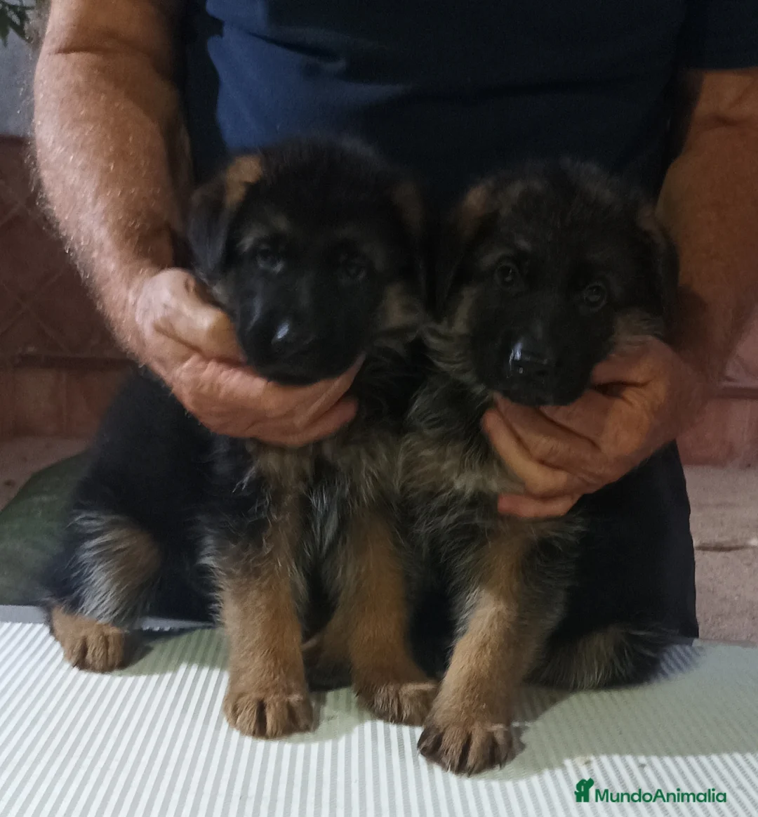 Pastor Alemán perros en venta: Tuna De Los Malvares - Anuncio 4