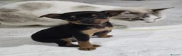 Pinscher Miniatura perros en venta: Pincher miniatura - Anuncio 4
