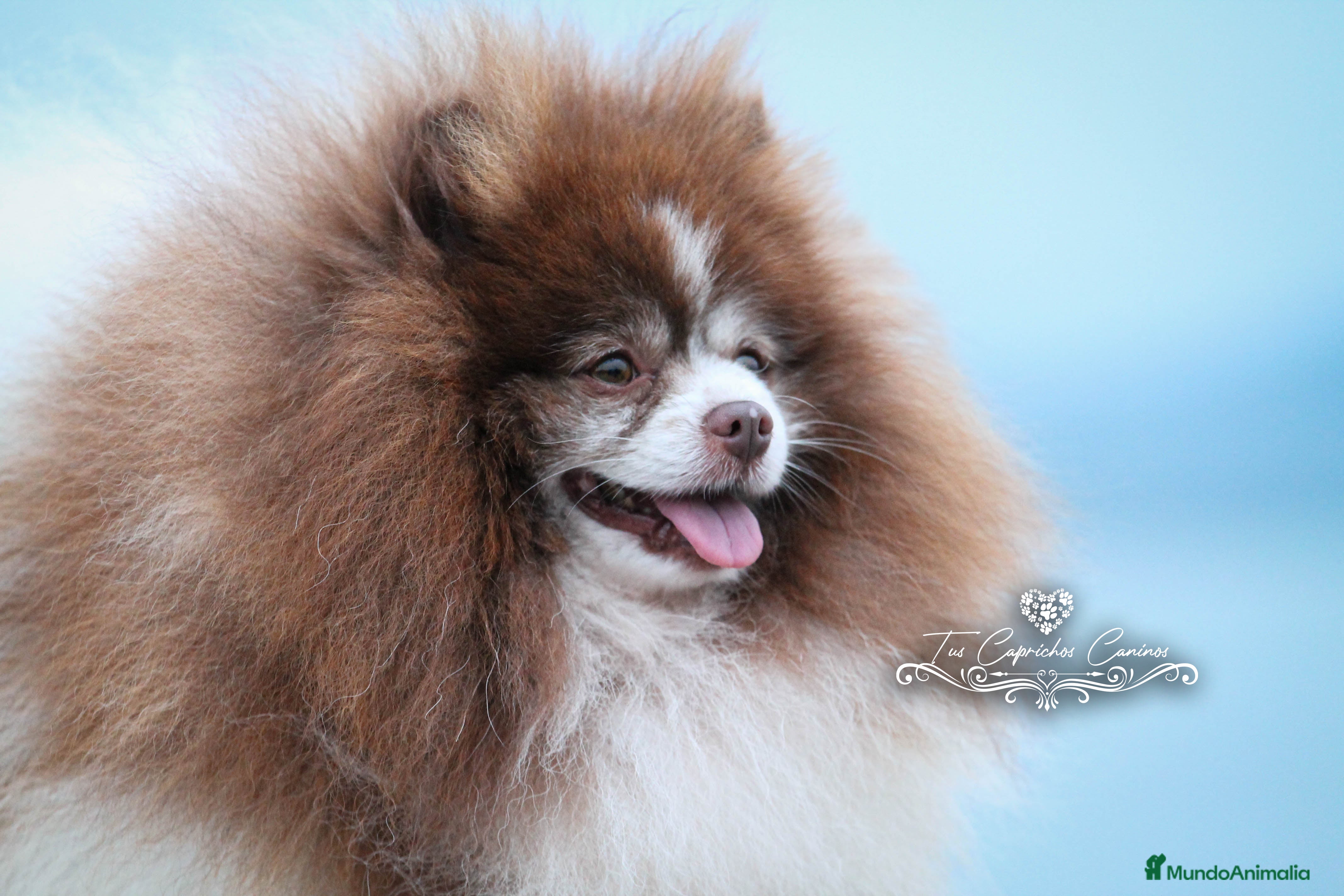Pomerania perros MACHO POMERANIA ABIERTO A MONTAS LÍNEA TAILANDESA en Cantabria - Anuncio 27