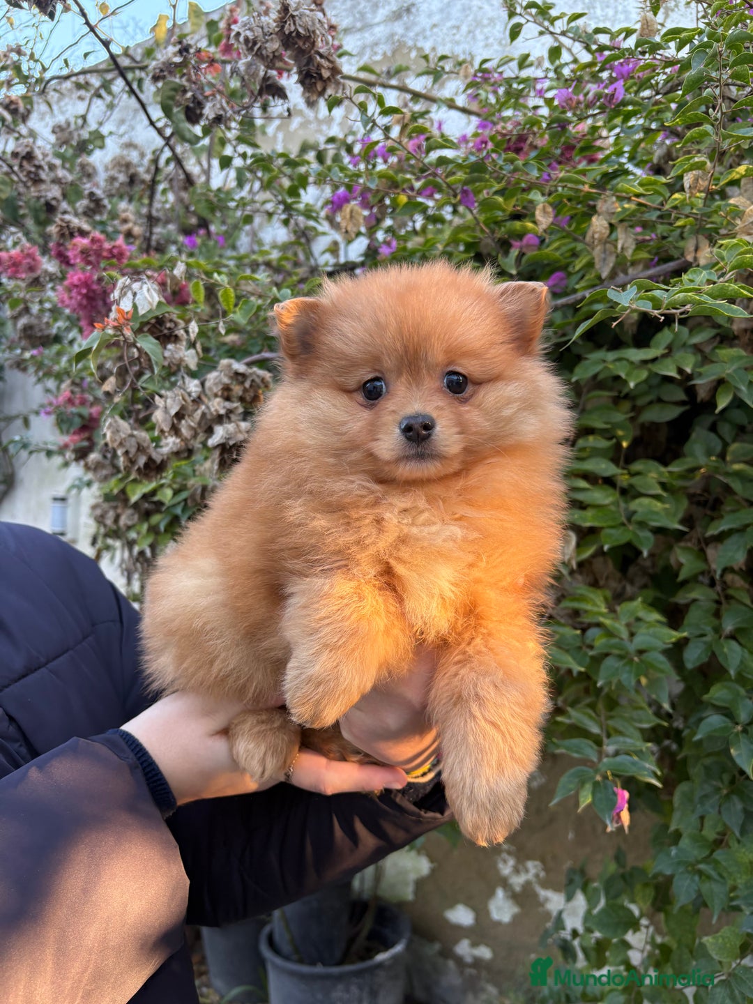 Pomerania perros en venta: Hembritas de Pomerania  - Anuncio 2