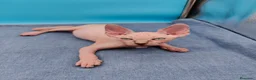 Sphynx gatos en venta: Impresionante machito ojos azules  - Anuncio 2