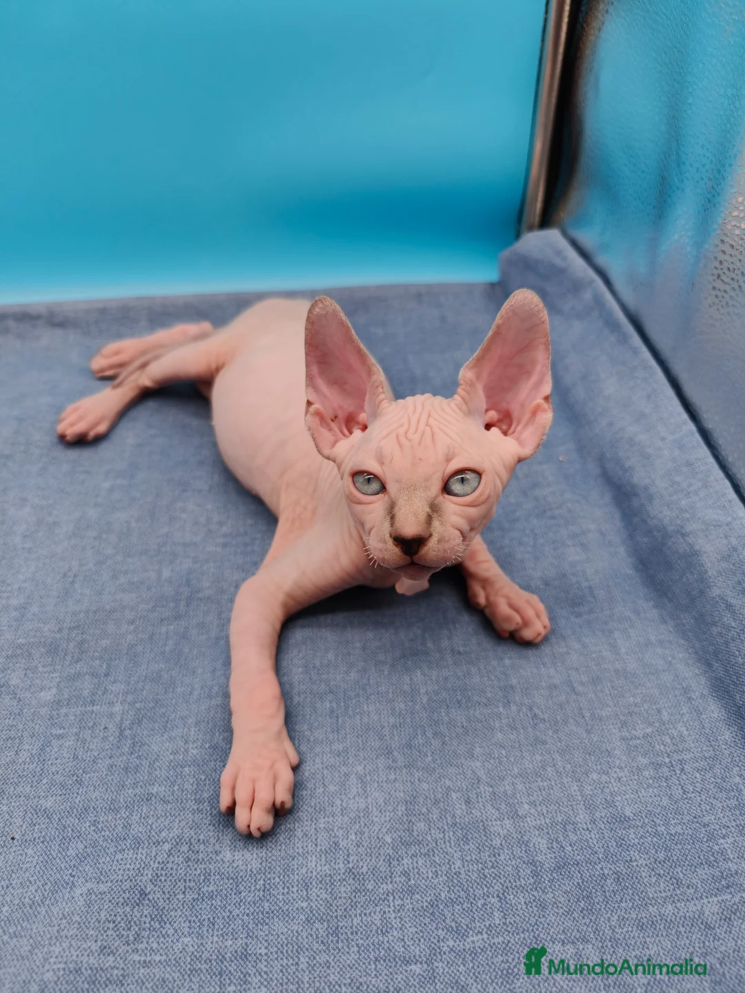 Sphynx gatos en venta: Impresionante machito ojos azules  - Anuncio 2