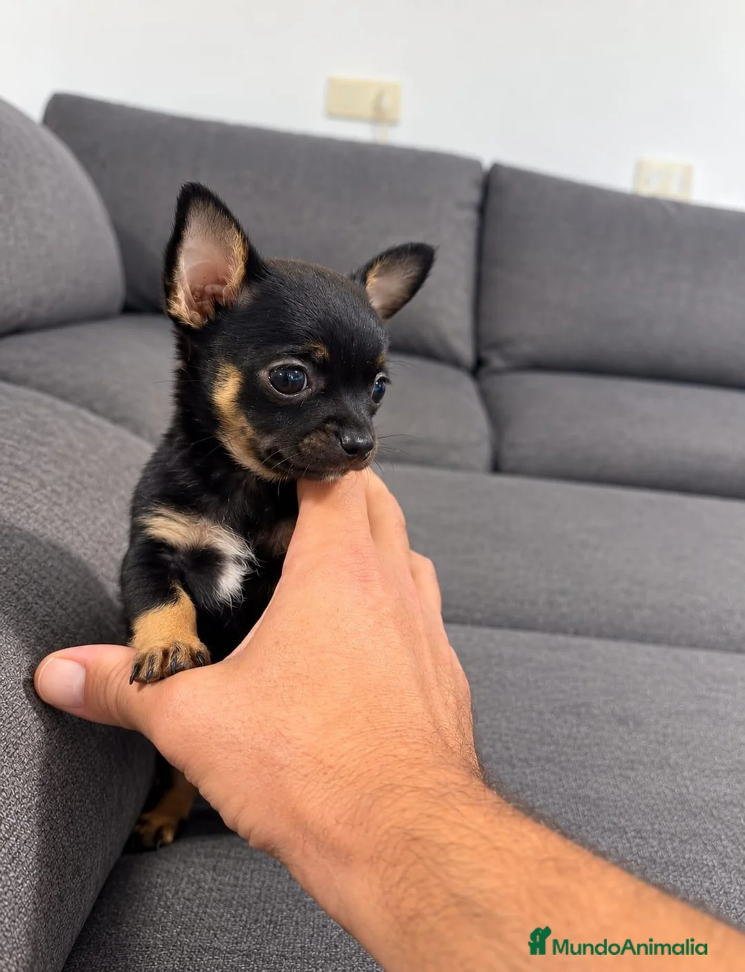 Chihuahua perros en venta: Chihuahua  - Anuncio 1