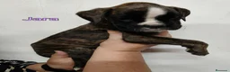Boxer perros en venta: Camada " J " del Pimpanón  - Anuncio 6