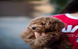 Caniche Toy perros en venta: Caniche toy - Imagen 6