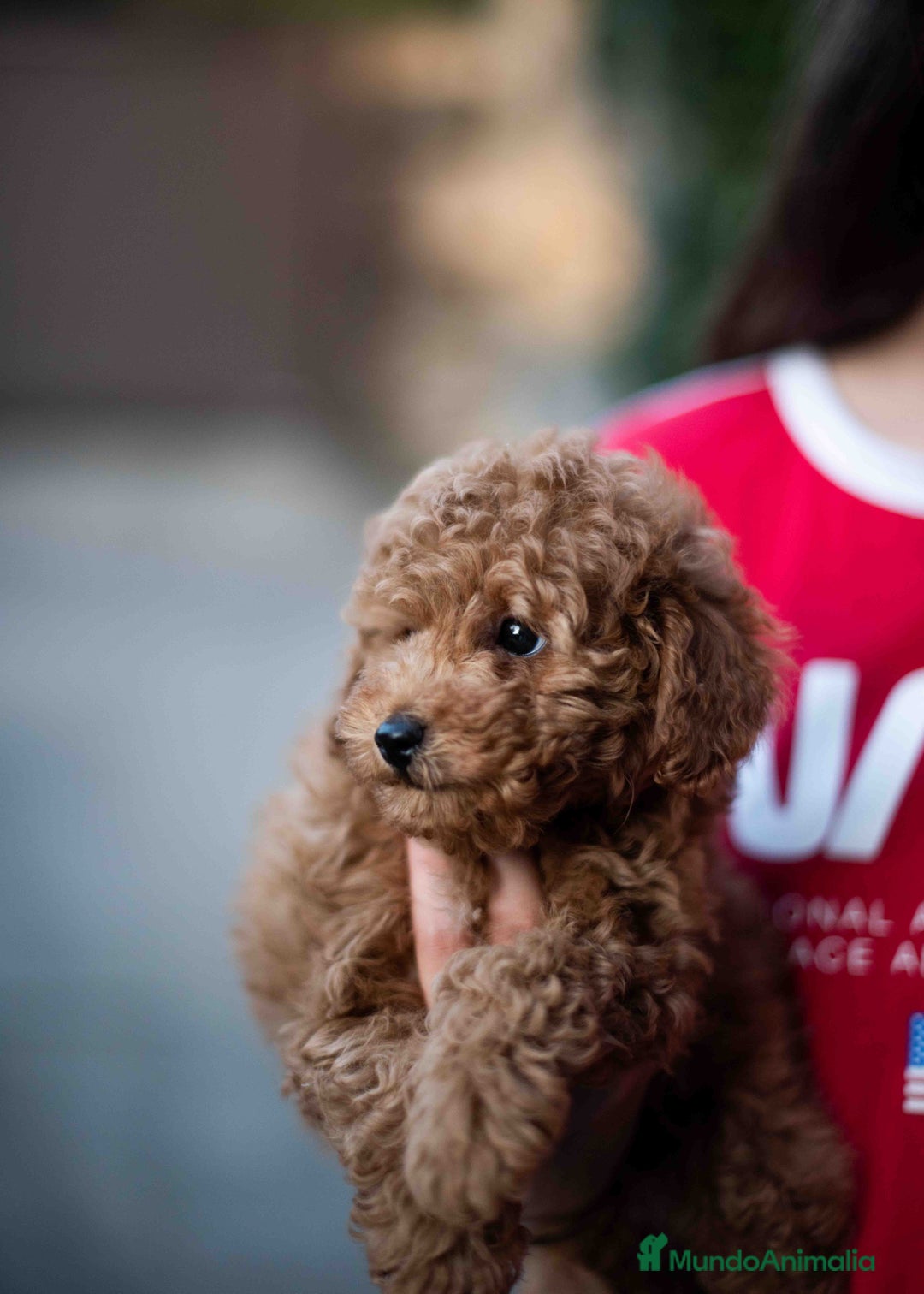 Caniche Toy perros en venta: Caniche toy - Imagen 6
